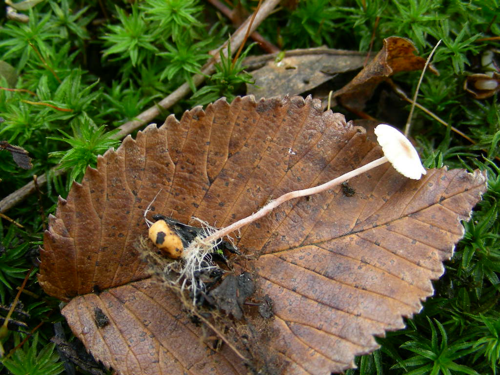 Collybia cookei. Scheda fotografica